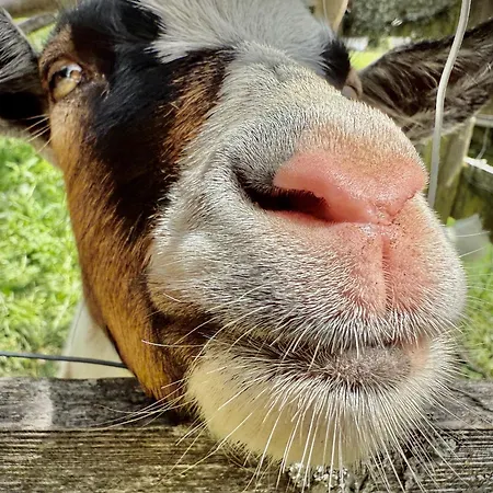 Campsite Rafting Camp - *