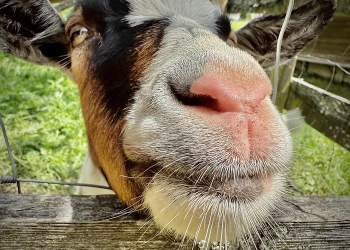 Campsite Rafting Camp - *