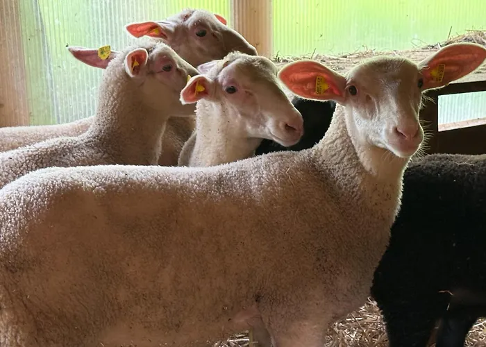 Rafting Camp - Palfau